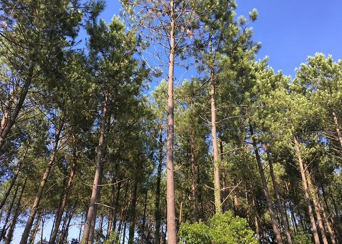 La Pergola - Centre Hotel